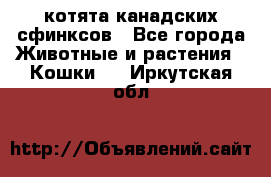 котята канадских сфинксов - Все города Животные и растения » Кошки   . Иркутская обл.